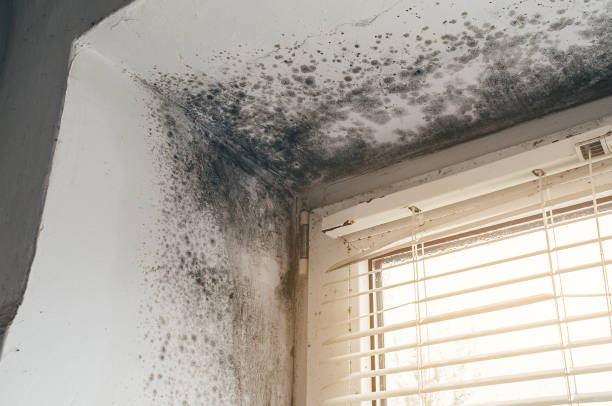 Affordable Bathroom Mold Removal solutions in Fords, NJ
